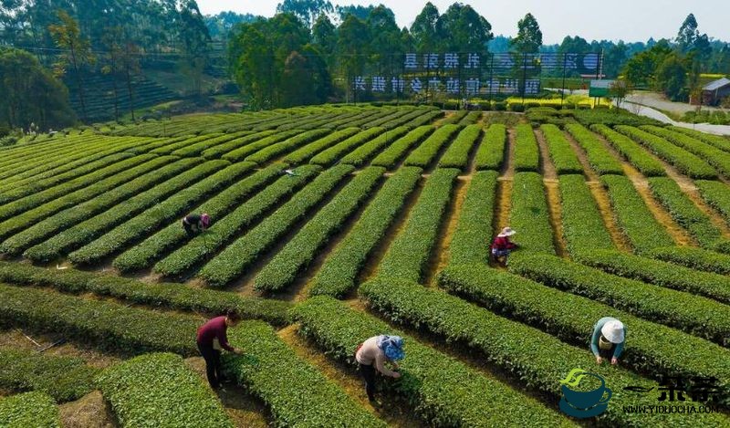 四川荣县：“一片茶叶”撑起大产业 预计到2025年茶叶综合产值将达52亿元