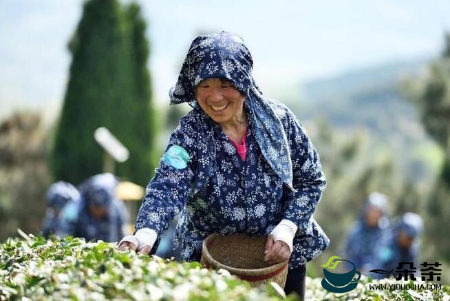山东日照：茶产业助推乡村振兴
