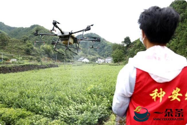 淳安尝试在全县开展茶叶病虫害用无人机飞防取得较好效果