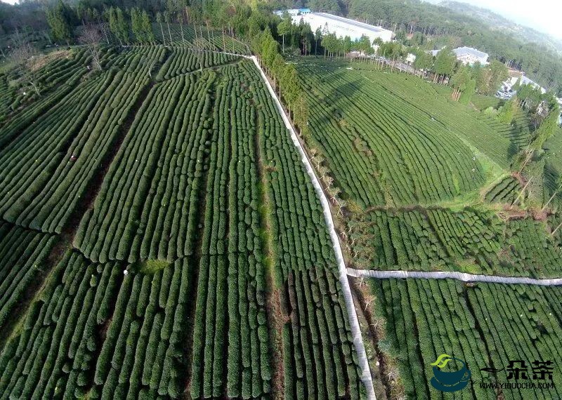 优势大品种之茶叶系列报道一：茶叶变茶业　巴中已成川茶主产区