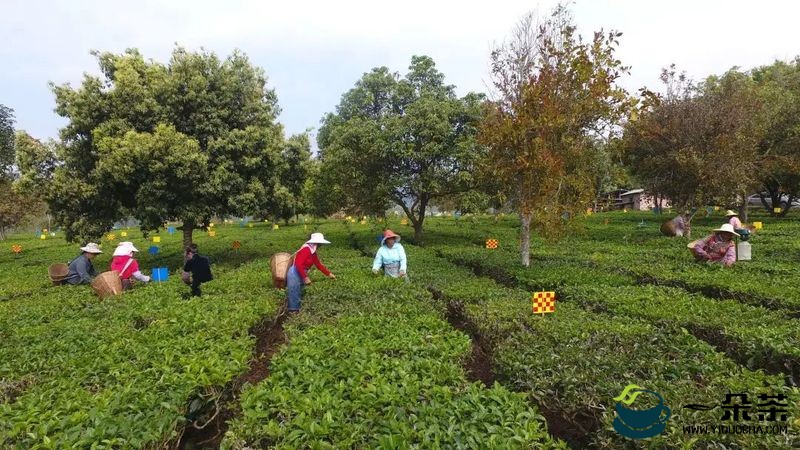 有机茶认证＋1！江城县农民专业合作社再获有机产品认证证书