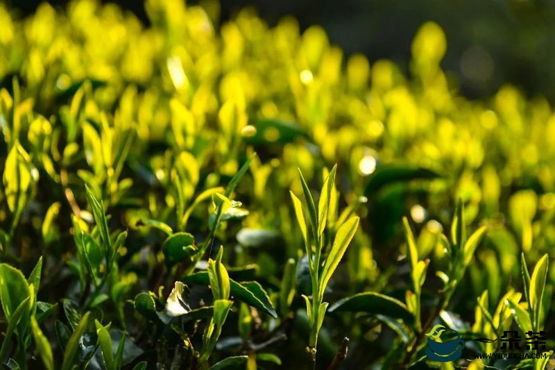 福建：2022年前5个月茶叶出口保持较快增长