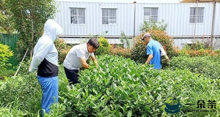 国家茶产业技术体系助力日照茶产业发展