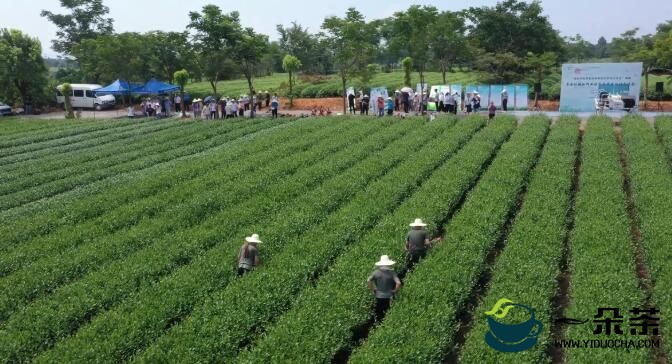 浙江：农业“双强行动”为茶园机械化提速