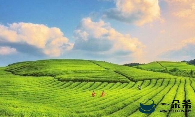 铜仁市将在东莞市举办生态茶产业招商推介活动