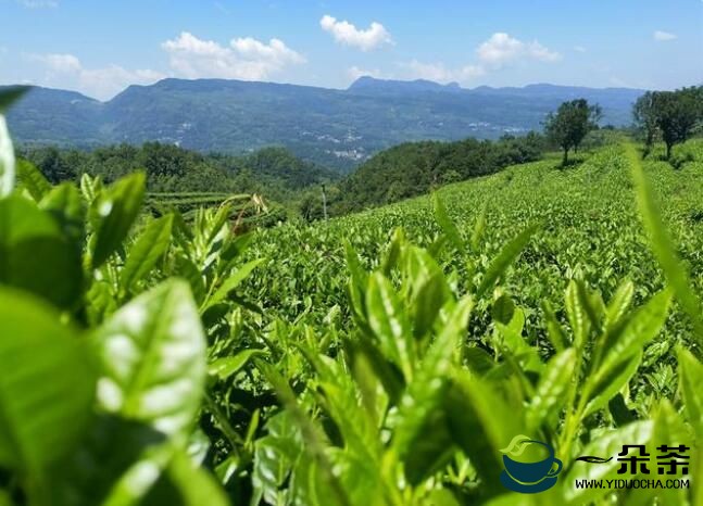 6万亩！水城区夏秋茶吐“新芽”，绿了荒山富了民！
