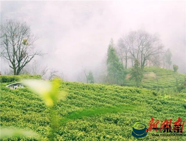 湘西黄金茶和保靖黄金茶共摘十一届“中绿杯”“双金” 湘西州茶叶总面积已达91.1万亩