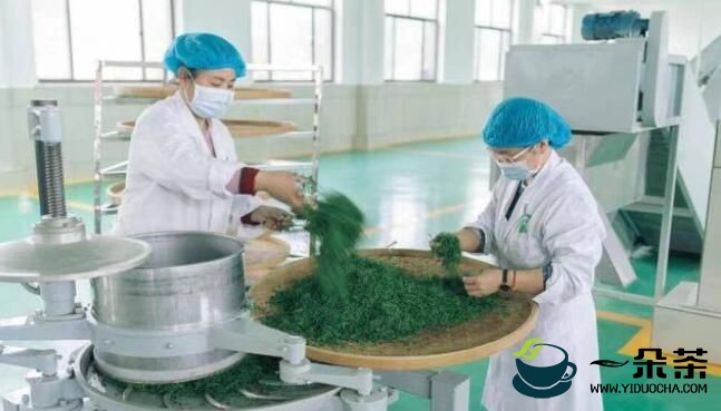 泰安市岱岳区现代食品产业链专班：推动泰山茶产业提质增效