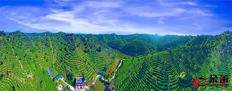 梧州乡村振兴和茶产业发展部门鼓足干劲推动工作高质量发展