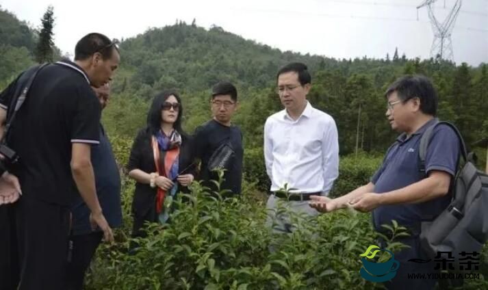 大关：东西部协作为茶产业发展注入新活力