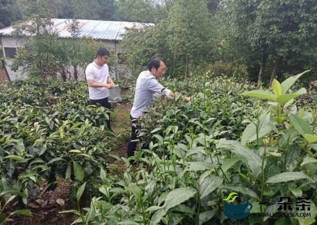 云南省省农科院专家到凤山镇开展有机茶认证实地检查