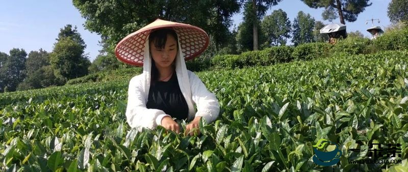 抗旱进行时，贵州省茶叶专班联合高校科研院所深入田间调研指导