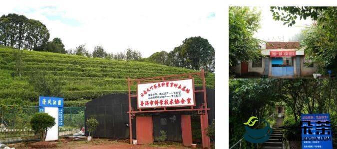 时木茶厂“立体生态茶园”建设成果有望进一步推广
