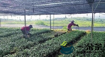 广南310万株油茶苗预计9月底出圃
