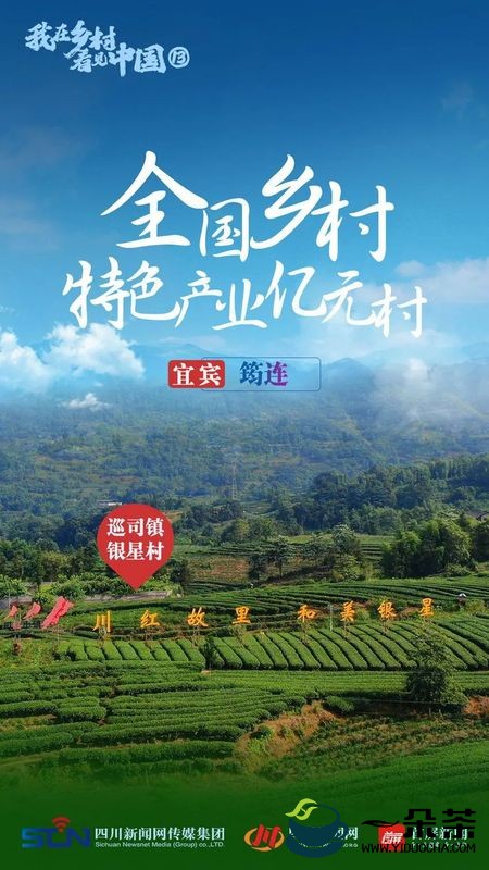 我在乡村看见中国“川红故里”筠连：“茶”里泡出来的“全国乡村特色产业亿元村”