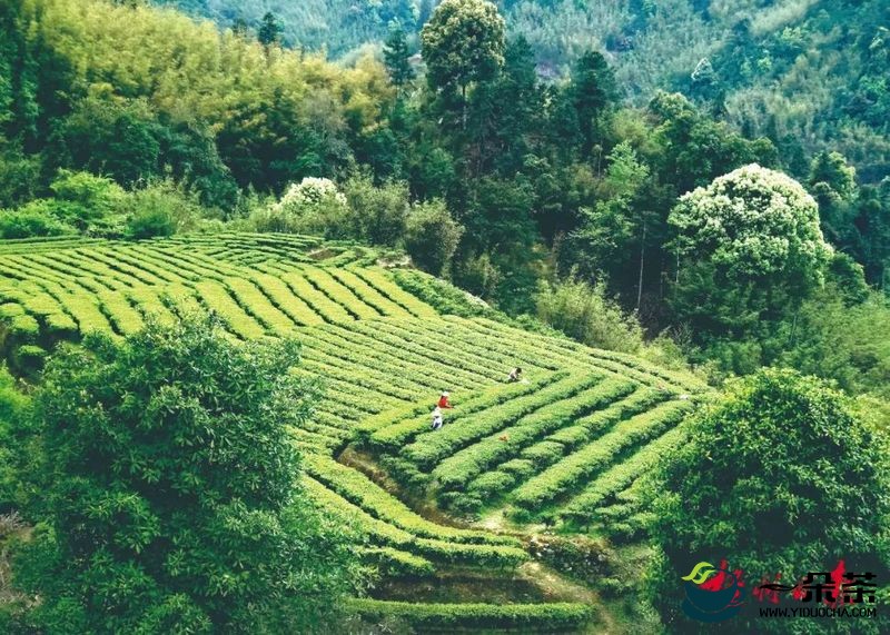 喜看梧茶千里绿 半壁江山尽开颜，梧州市推进六堡茶产业高质量发展报告