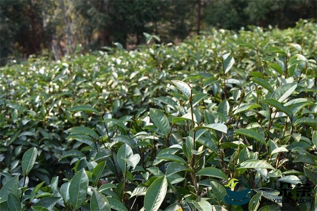 “农产品质量安全法”“茶品类指数”“成交2.68亿”“妈祖杯民间茶王赛”