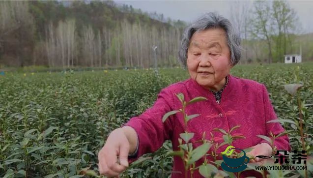 “茶叶奶奶”张淑珍：扎根秦岭六十年 引茶种树富万家