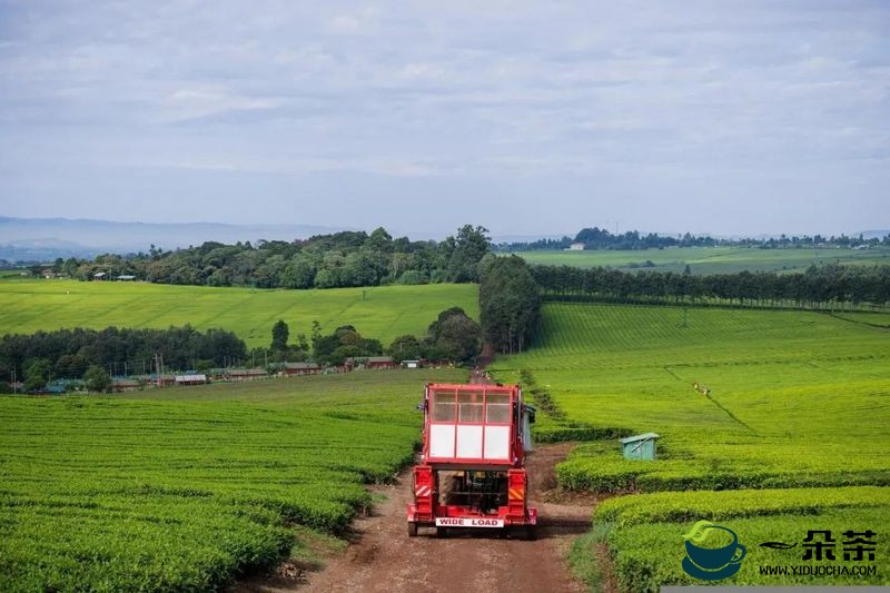 肯尼亚蒙巴萨拍卖市场茶叶价格稳定，出口巴基斯坦态势强劲