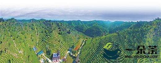 梧州市自治区外贸转型升级基地（梧州六堡茶）获认定