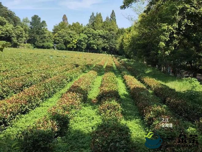 今夏晒伤的西湖龙井茶树大部分恢复 来年产量影响不大