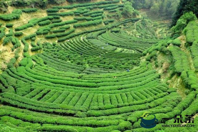“湖南茶产业发展条例”“蒙顶山茶十年”“中华茶奥会闭幕”