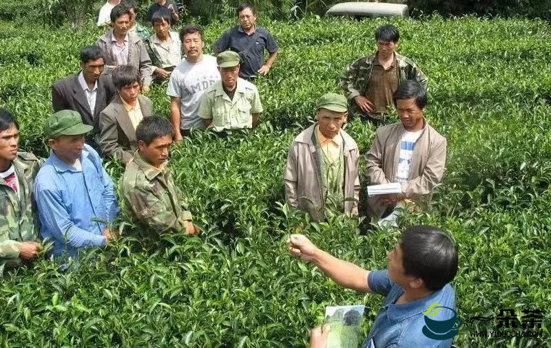 南美乡：有机茶园认证引领全乡茶产业绿色健康发展