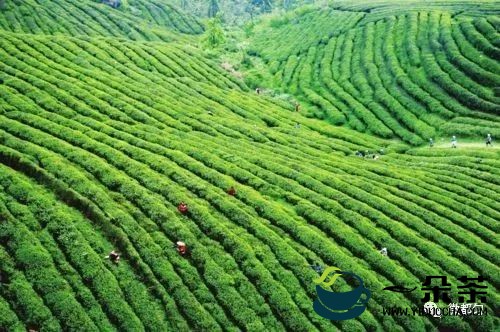 都匀市农业农村局开展茶叶质量安全风险监测工作