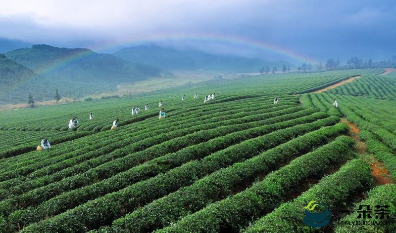 品牌价值38.16亿元！看最大青砖茶产区的产业六步走！