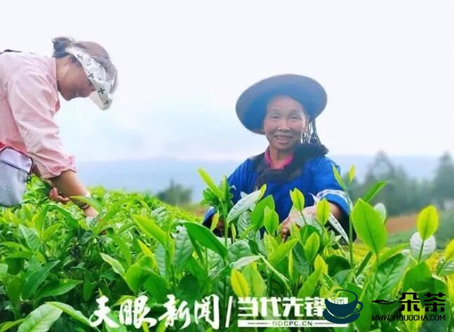 普安：8万亩夏秋茶全面开采 茶农收入“不断档”