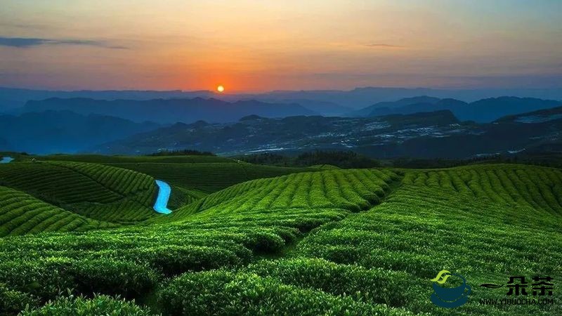 贵州正安：不忘初心，铸就茶产业快速发展，十年产值增长600%！