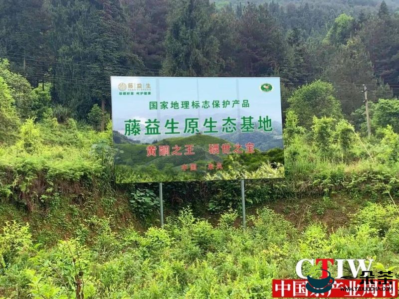 湖北：来凤野藤茶“长”出10亿元大产业