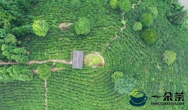 因地制宜谋发展，广西打造千亿元茶产业