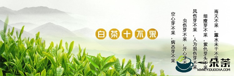 白茶采摘技术|白茶制作(白茶采摘工艺)