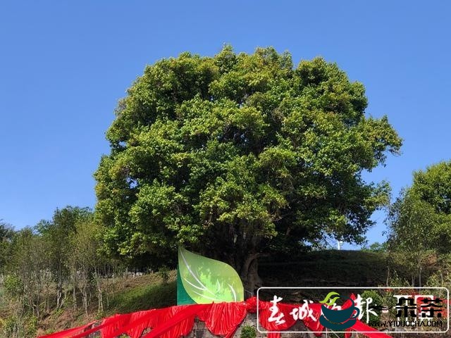 《云南省古茶树保护条例（草案）》提请审议