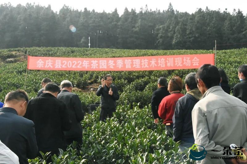 余庆县2022年茶园冬季管理技术培训现场会在构皮滩镇召开