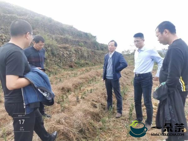浙江省团队科技特派员秋冬季茶园施肥与养护工作指导