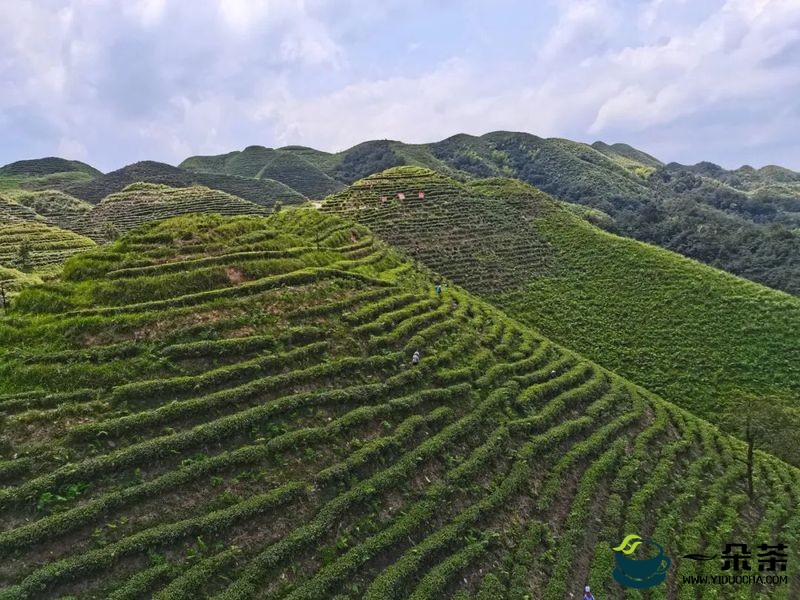 都江镇：“三变”打造“茶旅”产业发展新样板