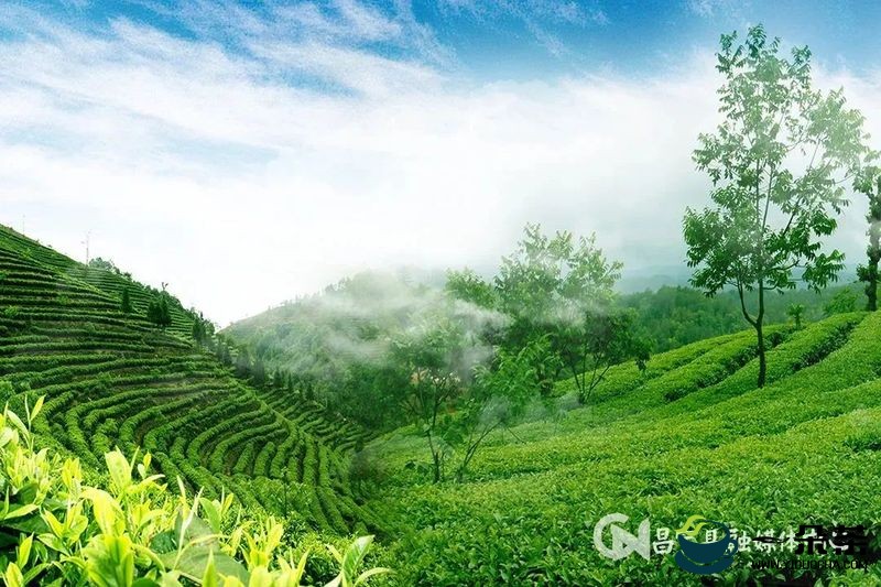 总产值59.8亿元！昌宁稳步推进茶产业发展