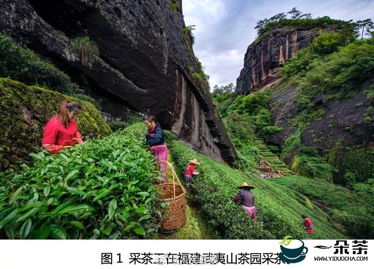 中国传统制茶技艺及其相关习俗申报通过评审