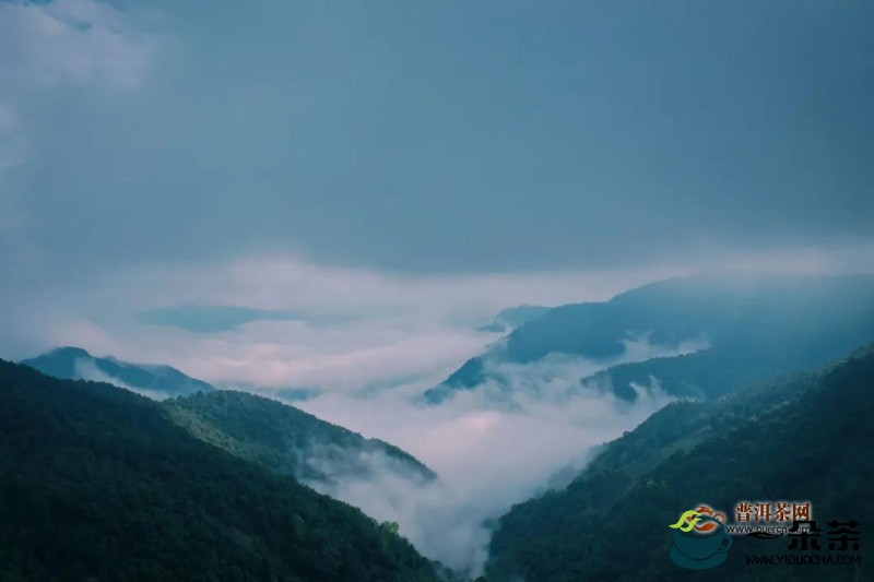 云南省墨江哈尼族自治县5.49万亩茶园获得有机认证