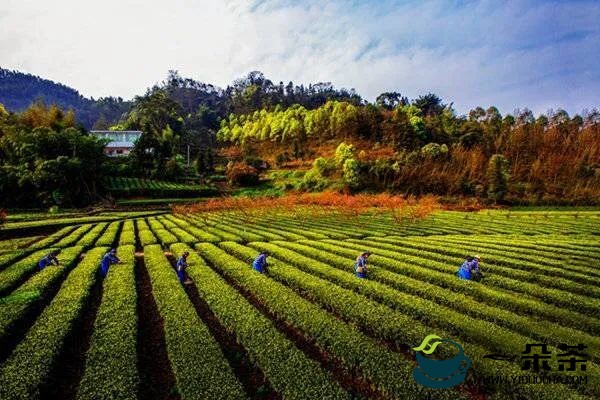 高县获评2022年度茶业最具投资价值县域
