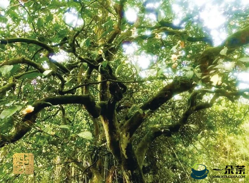独木成林！叙永有株野生古茶树，树龄超300岁