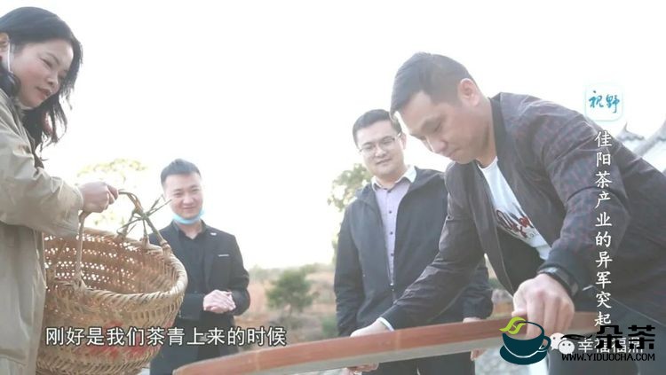 绿色发展 白茶有福 世界共​享 2022国际白茶论坛在福鼎举办