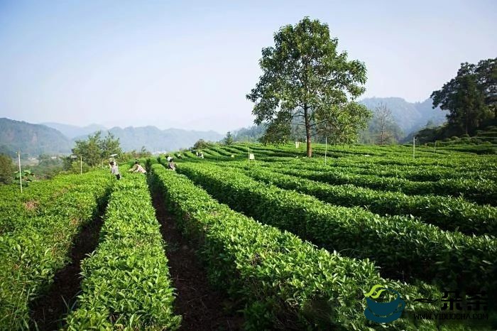 祁门红茶荣获世界红茶产品质量36个奖项