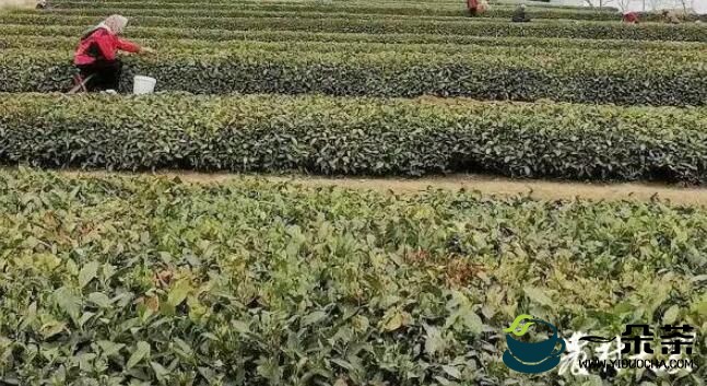 莒南县：支部领办引“活”2000亩老茶园，村民收入逐步高
