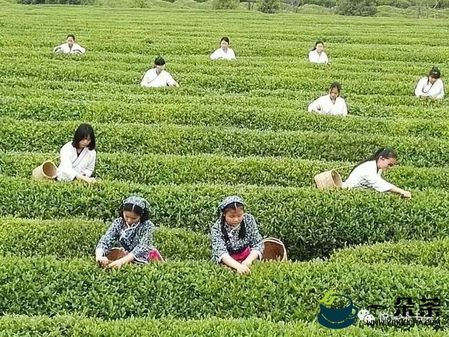 茶文化茶事发展产生的剧种“采茶戏”(茶知识与茶文化)