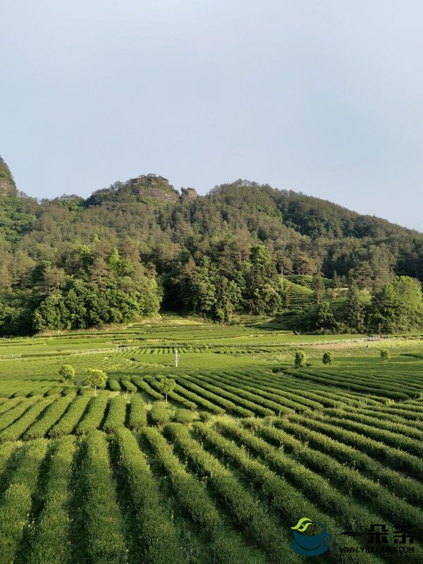 武夷山茶产业助力乡村振兴