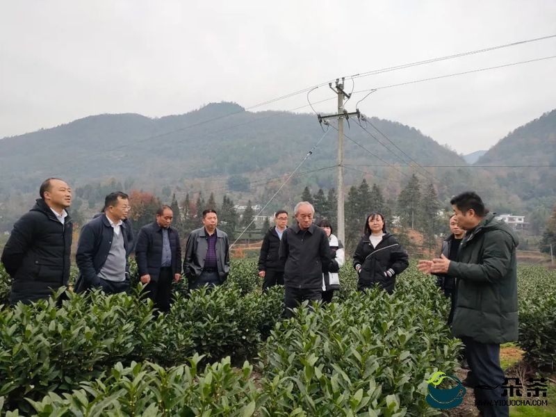 胡继承到平原镇调研生态茶产业发展