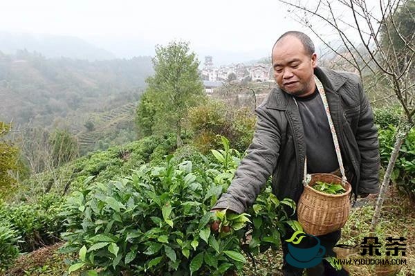广西凌云：采冬茶促增收 有机六堡茶前景可期